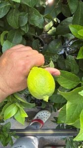 Yediveren Limon Fidanı