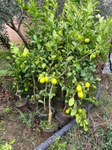 Yediveren Limon Fidanı