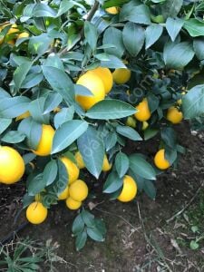 Mayer Limon Fidanı