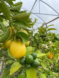 Mayer Limon Fidanı