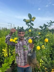 Mayer Limon Fidanı