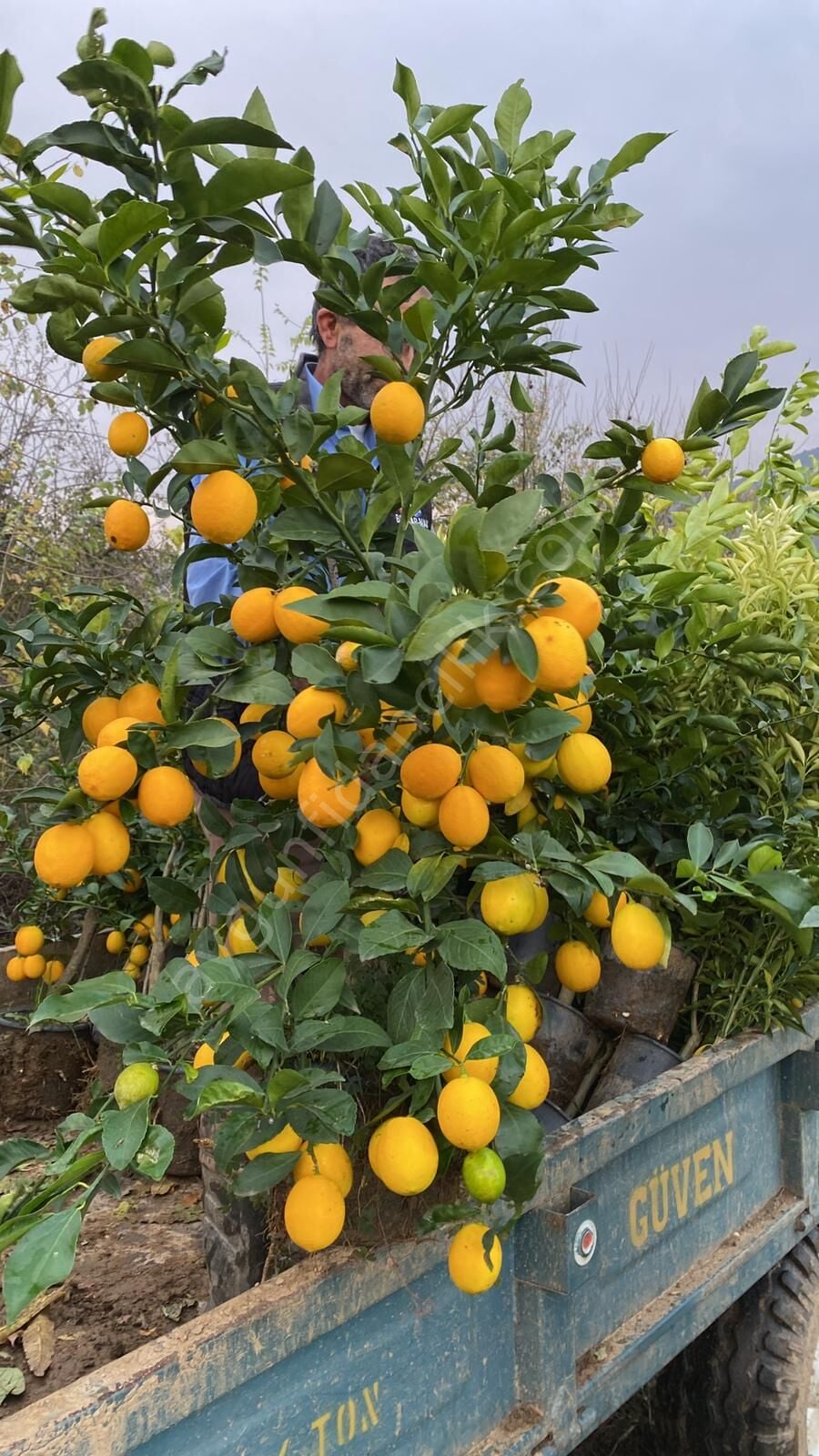 Mayer Limon Fidanı