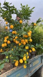 Mayer Limon Fidanı
