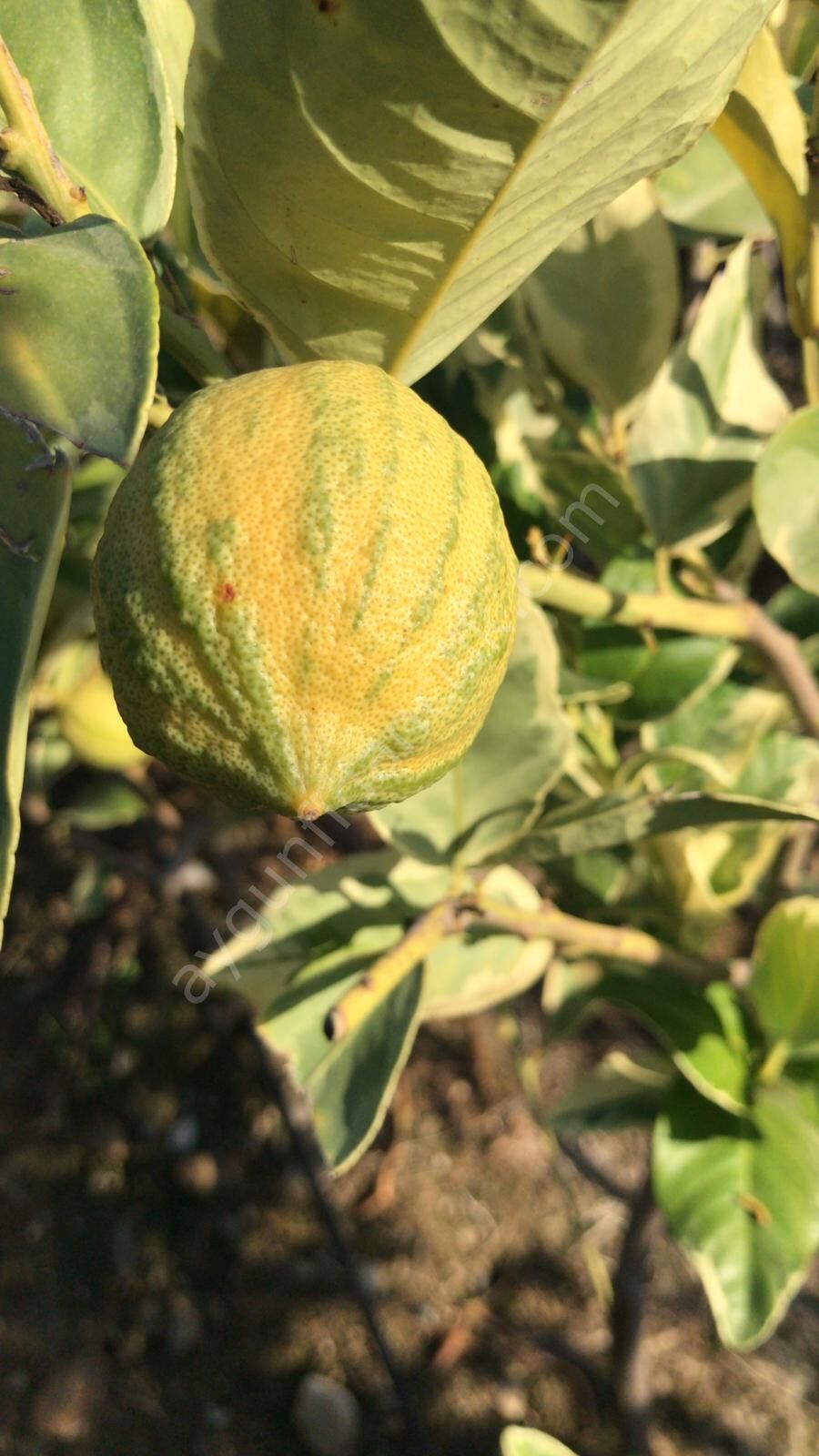 Alacalı Limon Fidanı