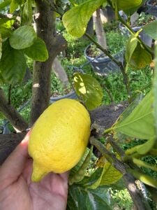 Küt Diken Limon Fidanı