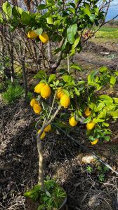 Enterdonat Limon Fidanı