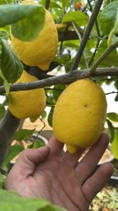 Enterdonat Limon Fidanı