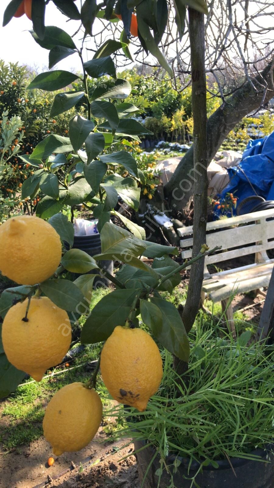 Lamas Limon Fidanı