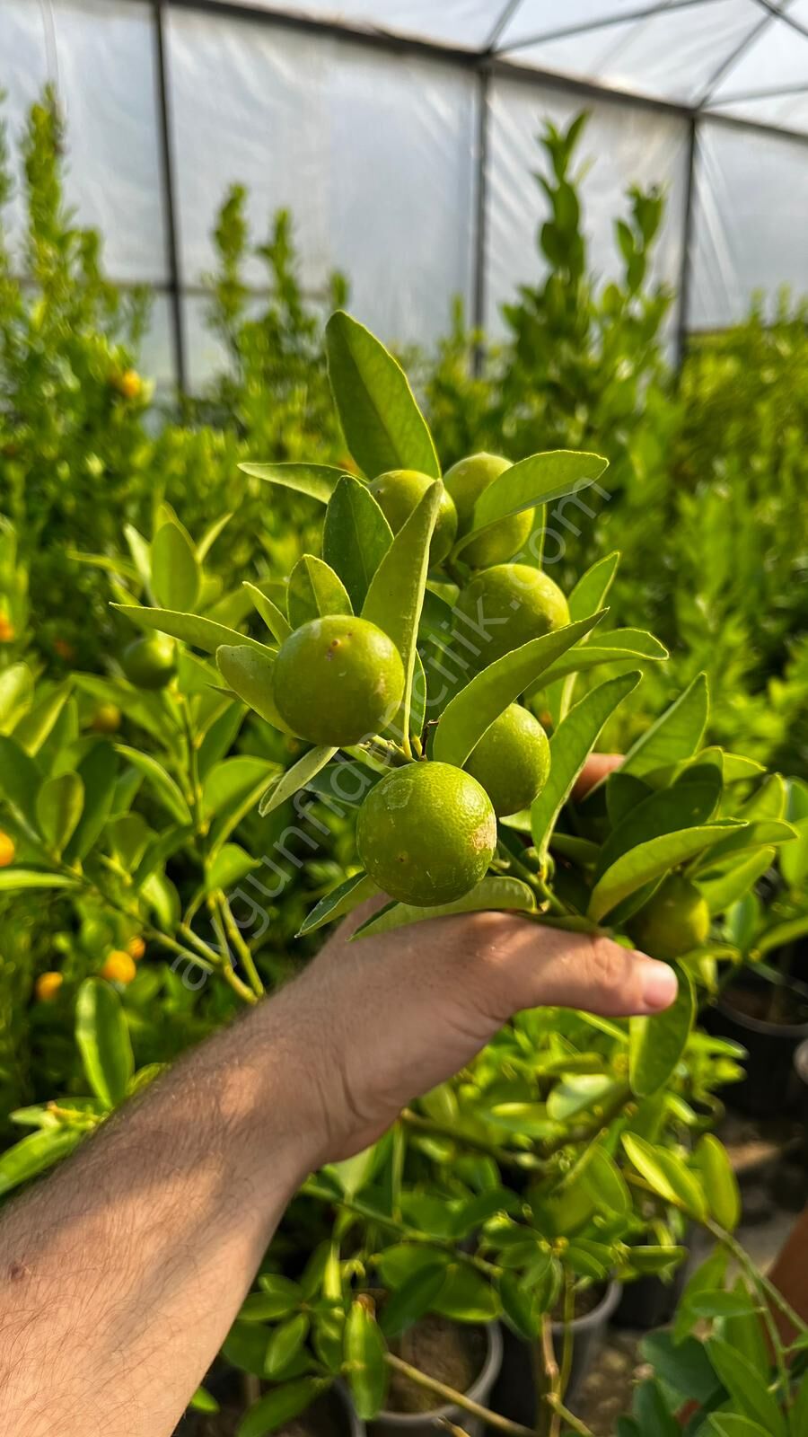 Misket Limon Fidanı