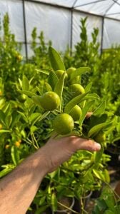 Misket Limon Fidanı