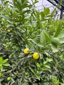 Misket Limon Fidanı