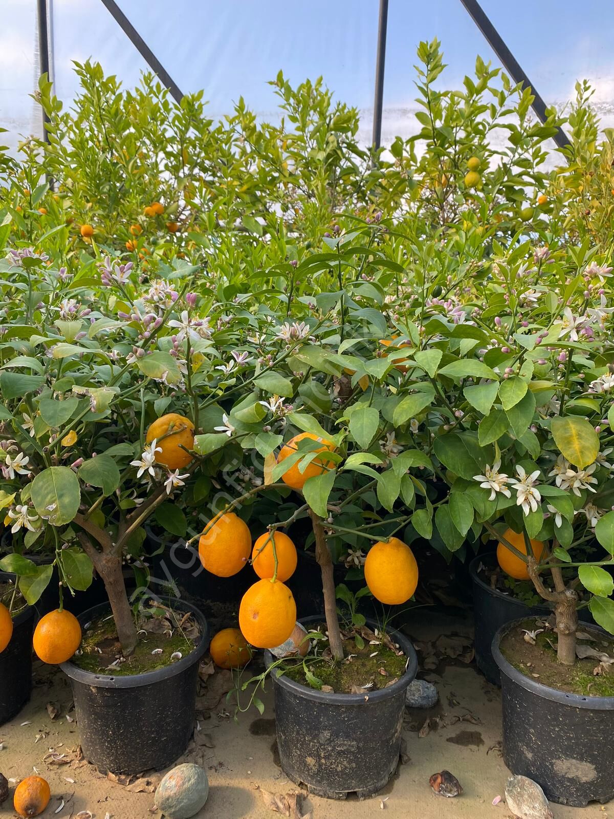 Bodur Limon Fidanı