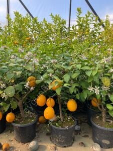 Bodur Limon Fidanı