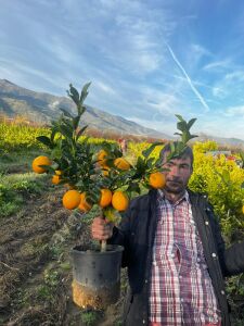 Bodur Limon Fidanı