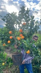 Washington Portakal Fidanı