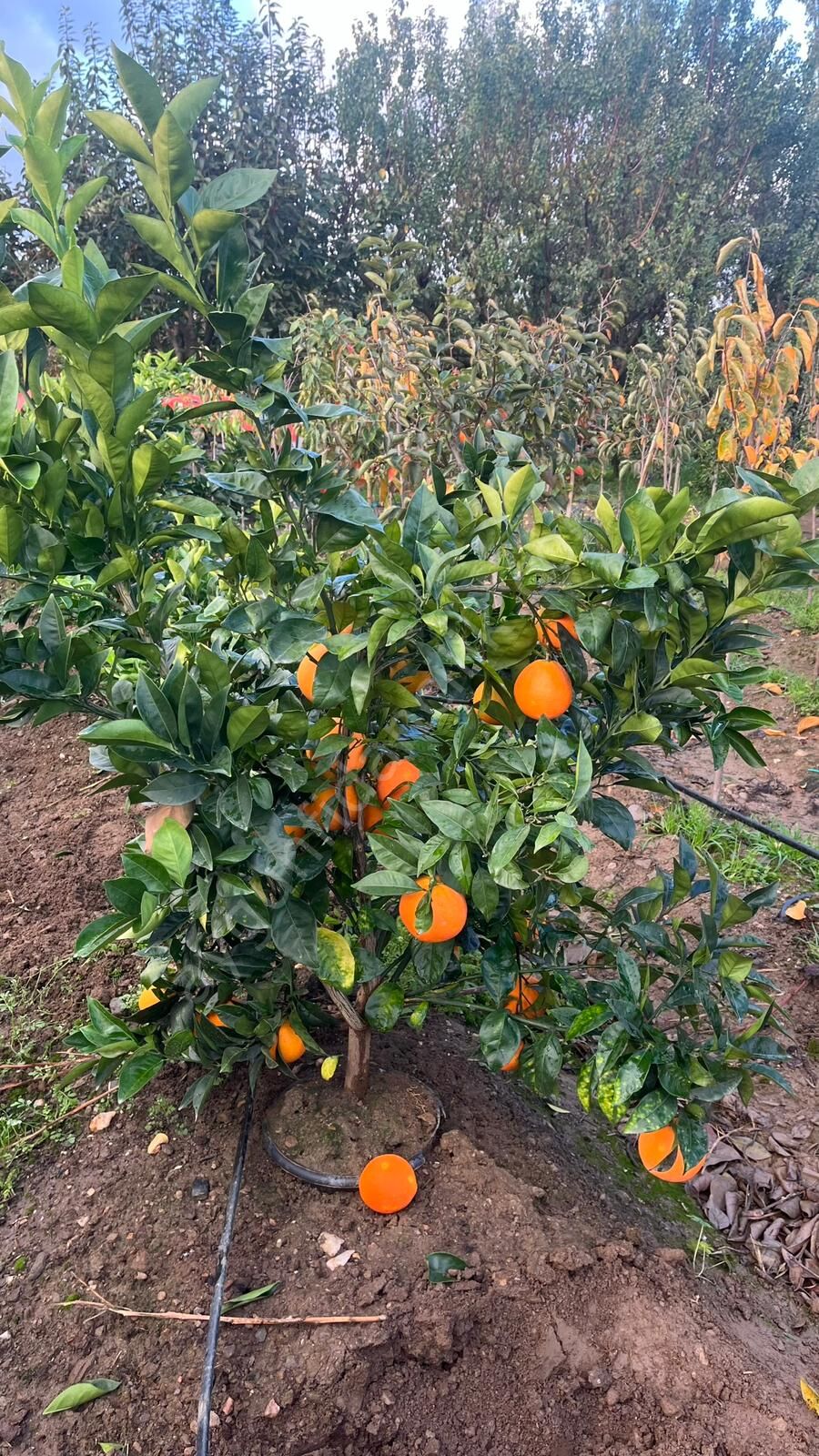 Washington Portakal Fidanı