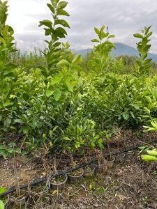Washington Portakal Fidanı