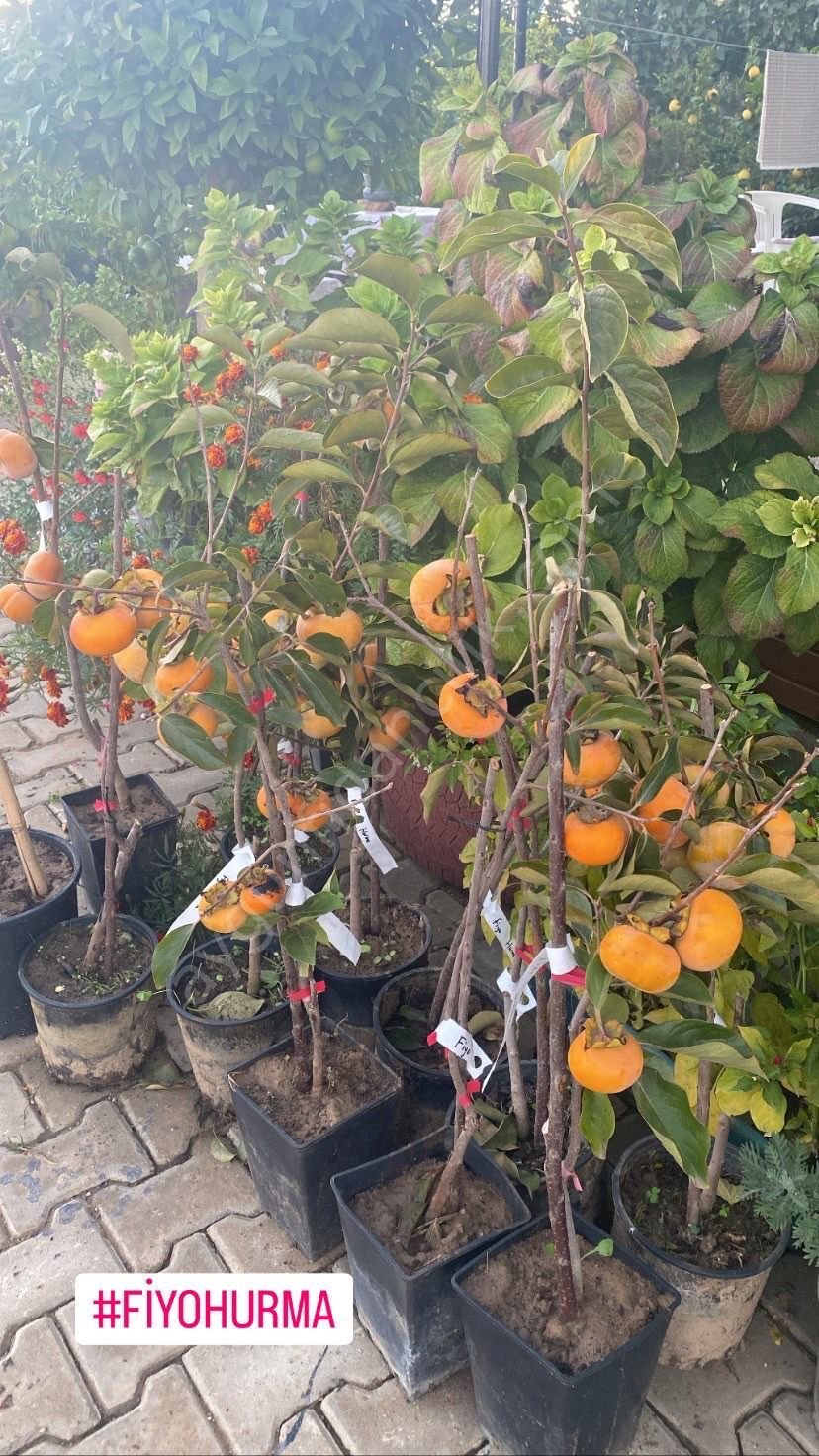 Fuyu Trabzon Hurma Fidanı