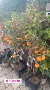 Fuyu Trabzon Hurma Fidanı