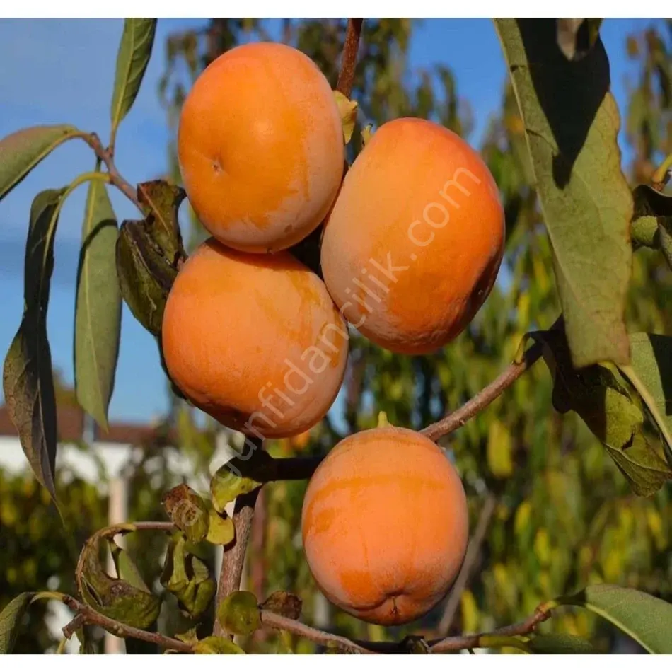 Hanna Fuyu Trabzon Hurma Fidanı