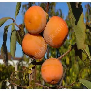 Hanna Fuyu Trabzon Hurma Fidanı