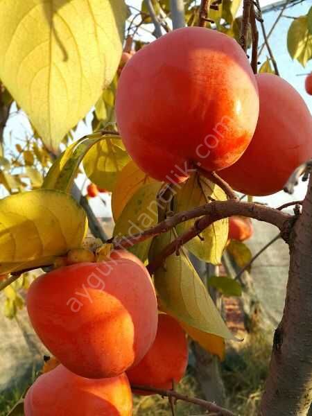 Rojo Brillante Trabzon Hurma Fidanı