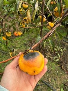 Kakaolu Trabzon Hurma Fidanı