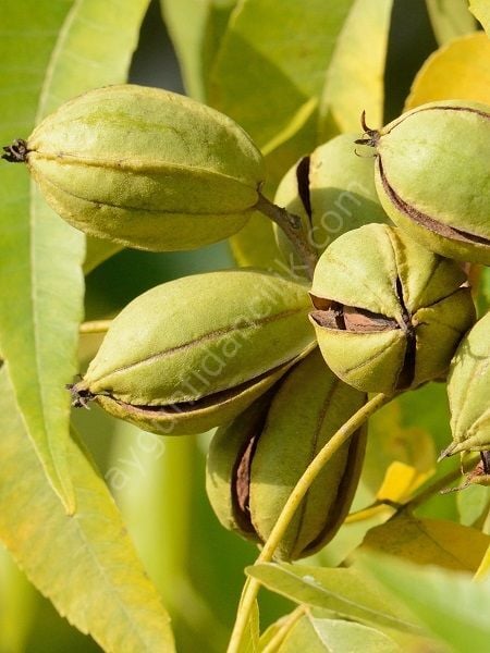 Pikan Cevizi Fidanı