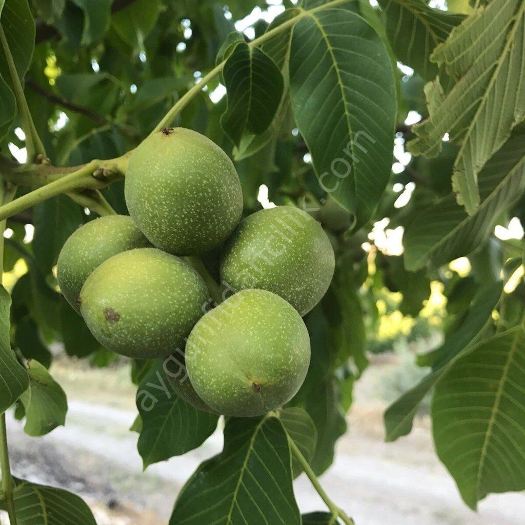 Fernor Ceviz Fidanı