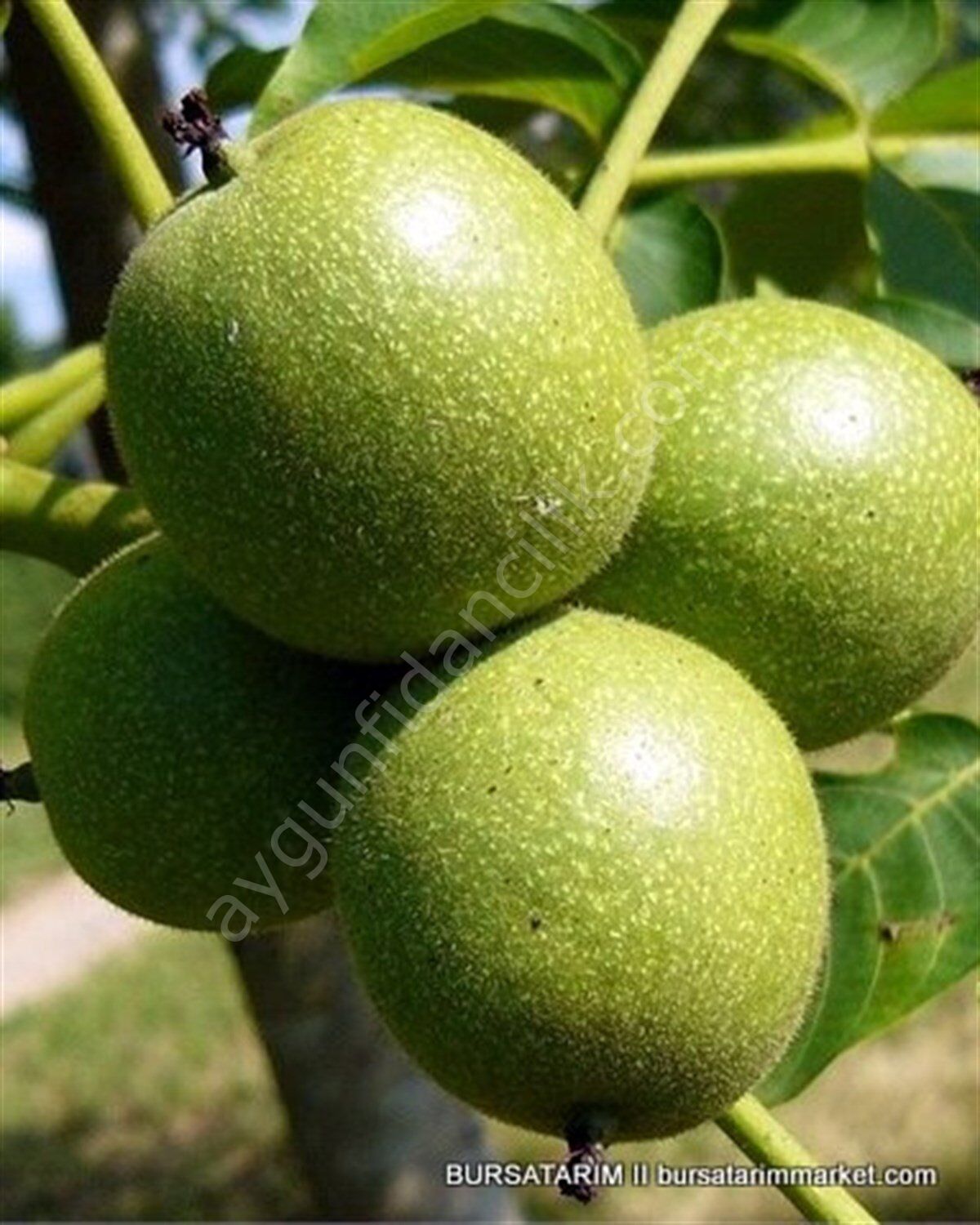 Şebin Ceviz Fidanı