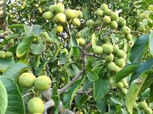 Bilecik Ceviz Fidanı