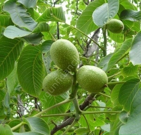 Yalova 3 Ceviz Fidanı