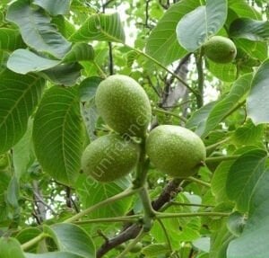 Yalova 3 Ceviz Fidanı