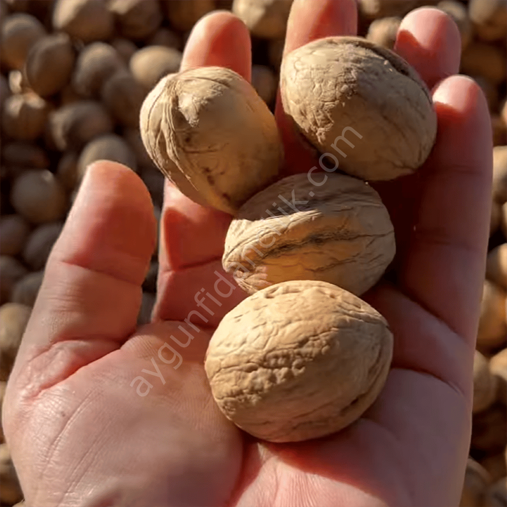 Maraş-18 Ceviz Fidanı