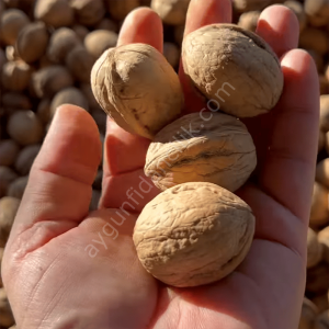 Maraş-18 Ceviz Fidanı