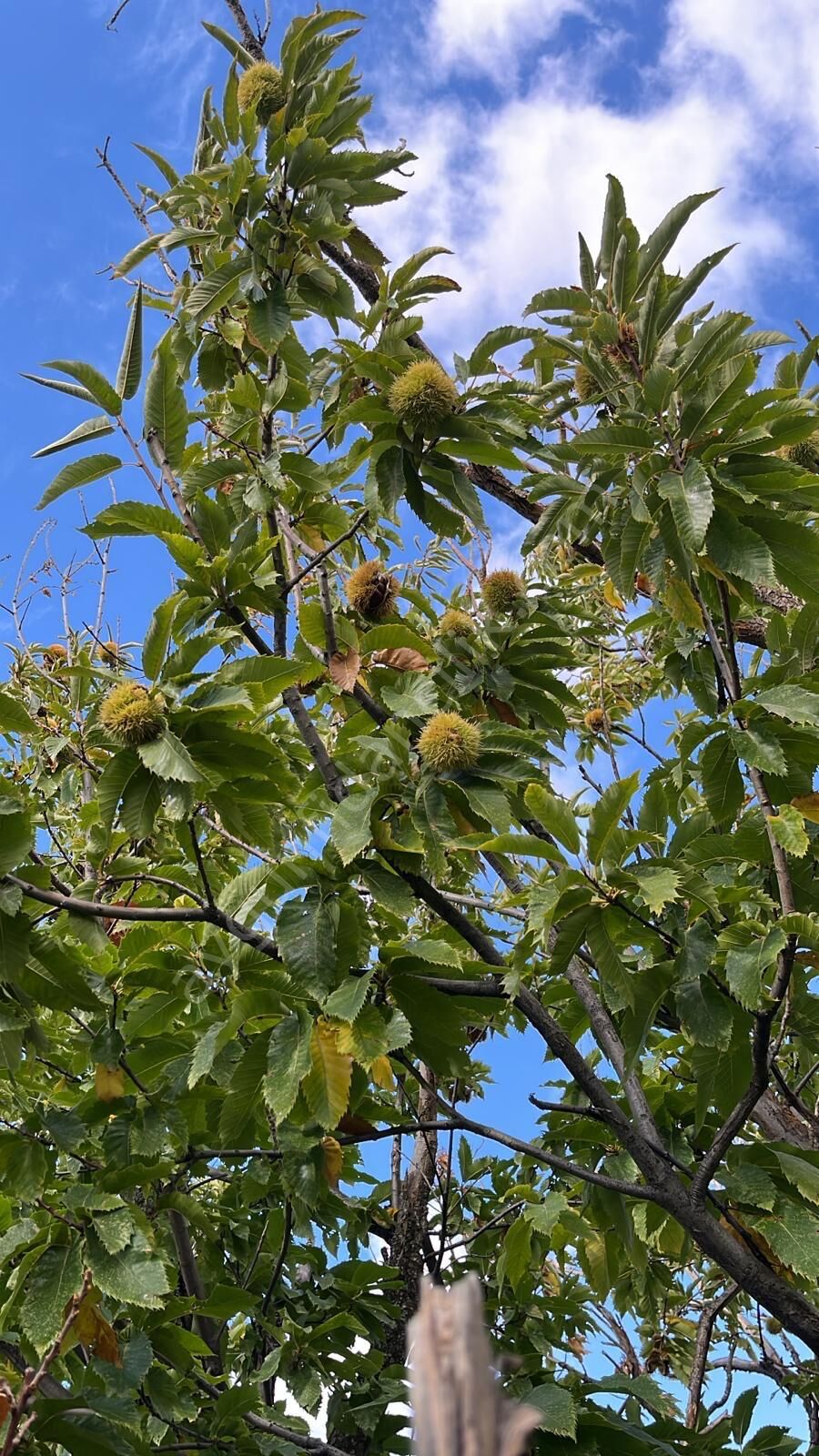 Maravel Kestane Fidanı