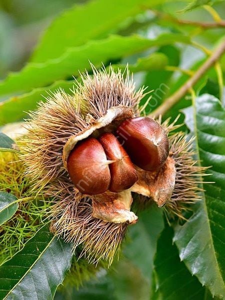 Kemer Kestane Fidanı