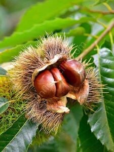 Kemer Kestane Fidanı