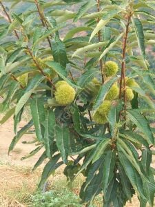 Sarı Aşı Kestane Fidanı