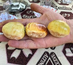 Bouche de Betizac Kestane Fidanı