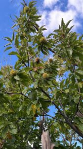 Işıklar Kestane Fidanı