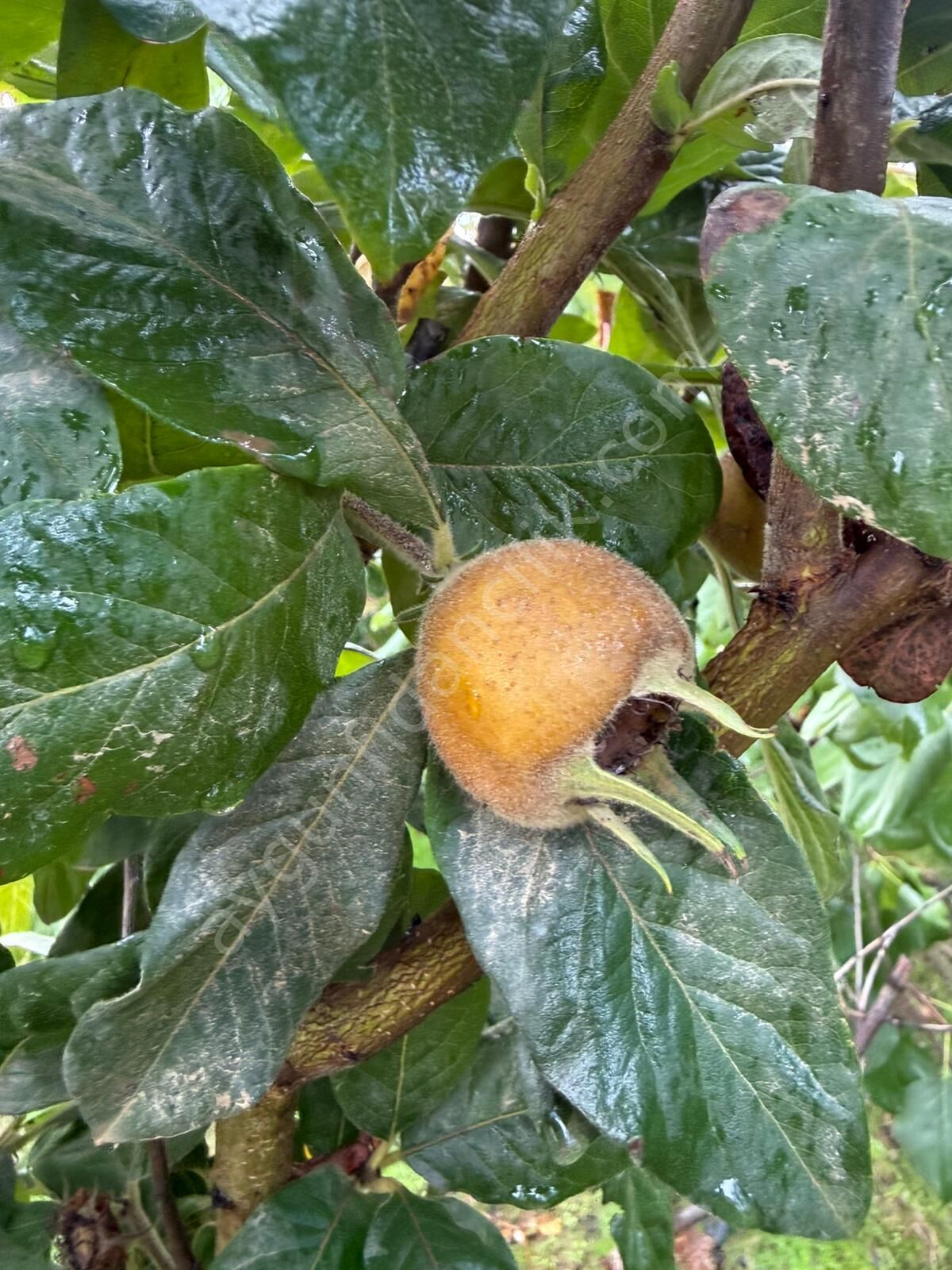 Muşmula (Döngel) Fidanı