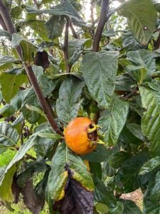 Muşmula (Döngel) Fidanı