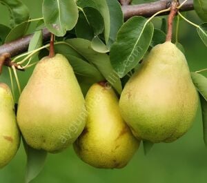 Göksulu Armut Fidanı