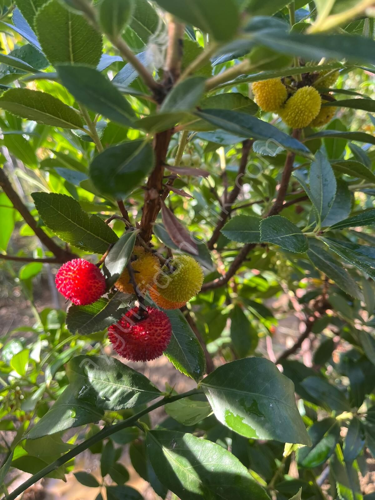 Dağ Çileği Kocayemiş Fidanı