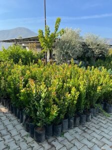 Dağ Çileği Kocayemiş Fidanı