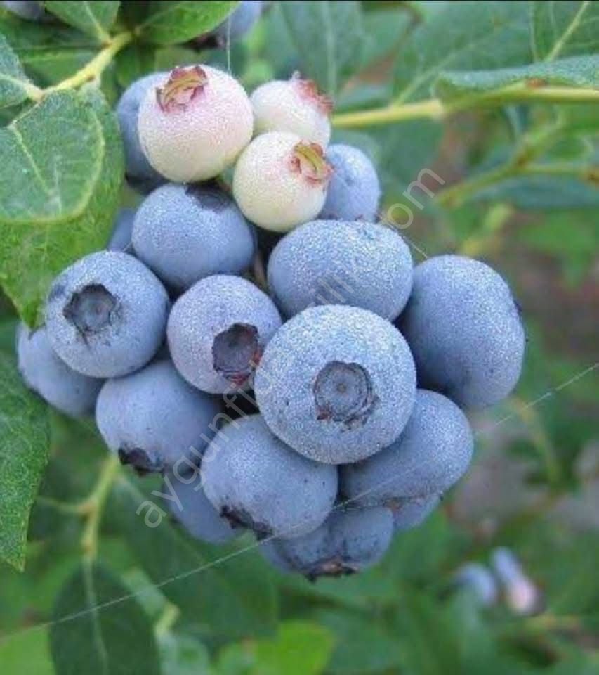Yaban Mersini Blueberry Fidanı