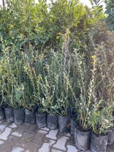 Yaban Mersini Blueberry Fidanı