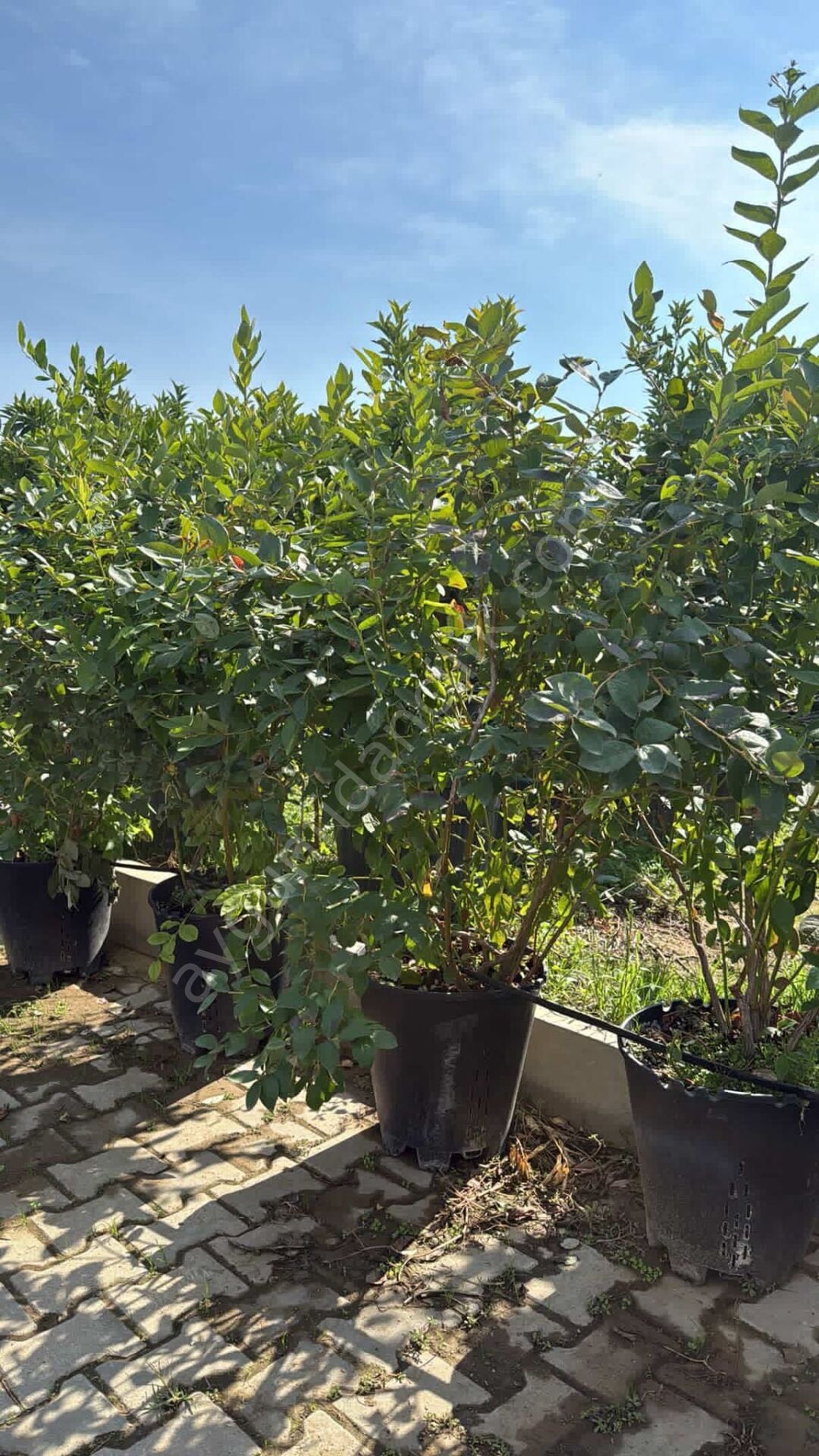 Yaban Mersini Blueberry Fidanı 5 Yaş 180cm (30lt saksıda)