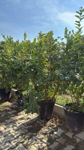 Yaban Mersini Blueberry Fidanı 5 Yaş 180cm (30lt saksıda)